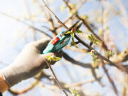 Fruit trees should be pruned every year.