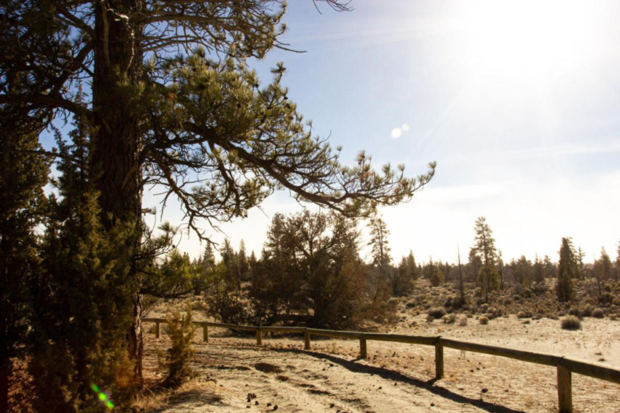 A ponderosa pine stands near a fenced-off section of the Lost Forest Research Natural Area, about an hour and a half from Bend, Ore.