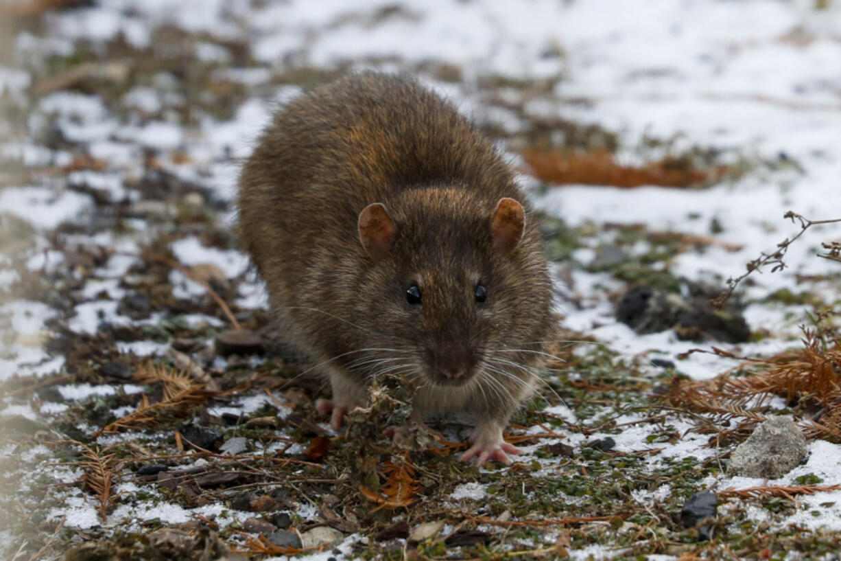 A rat scurries near the Navy Pier Flyover in Chicago on Dec. 18. (Jose M.