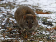 A rat scurries near the Navy Pier Flyover in Chicago on Dec. 18. (Jose M.