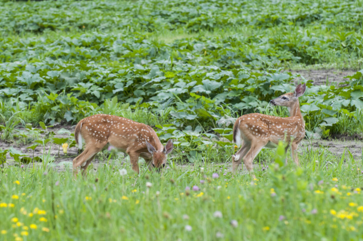 Buildup of a powerful insecticide is being found in deer across the state of Minnesota.