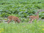 Buildup of a powerful insecticide is being found in deer across the state of Minnesota.