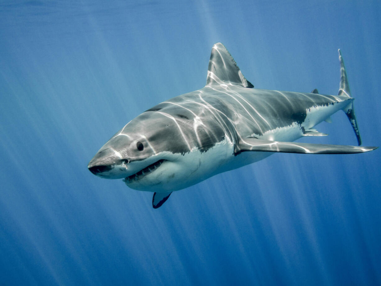 Great white sharks and other varieties are an important part of the ecosystem as climate change occurs, scientists say.