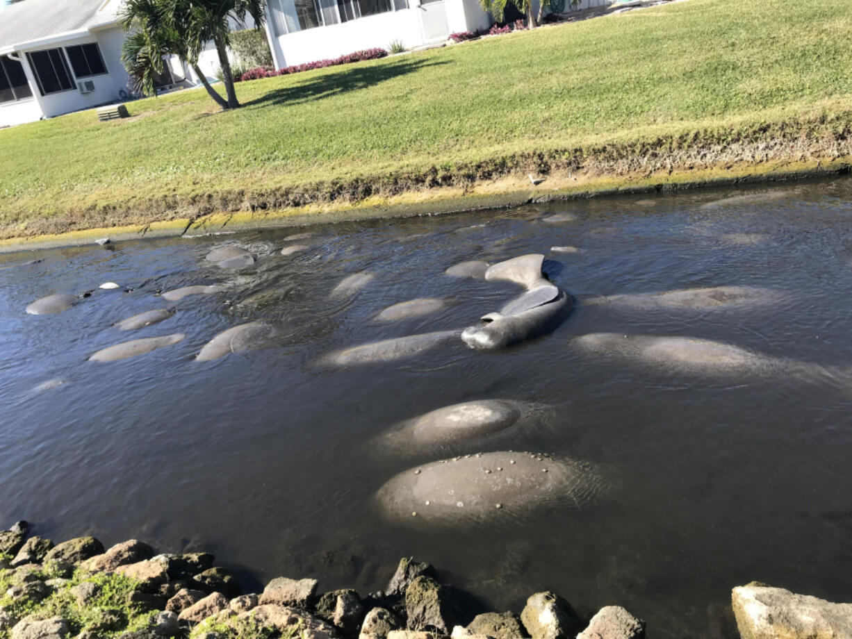 Manatees gather Dec. 27 in the warm waters of a canal off the Intracoastal Waterway near the Indian River Lagoon in Satellite Beach, Fla.