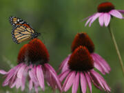 A monarch butterfly sits on a cone flower at Millennium Park in Chicago in 2019. (Jose M.