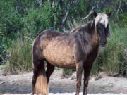 Dusty, the wild horse, which roamed North Carolina&#039;s Outer Banks, has died.