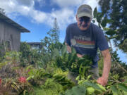 Bob Smith, one of the growers who filed suit accusing companies of counterfeiting Kona coffee, prunes a tree on the farm he owns with his wife on Hawaii&#039;s Big Island.