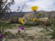 Sand verbena (purple) and desert sunflower (yellow) in Southern California&#039;s Borrego Springs.