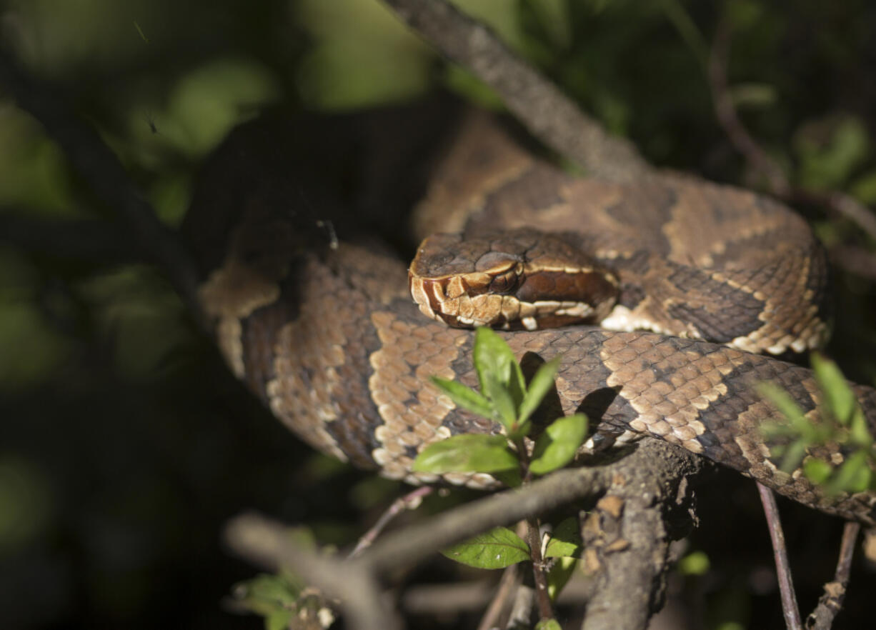 A herpetologist in North Carolina has been documenting a group of cottonmouths similar to this one.