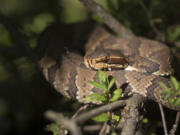 A herpetologist in North Carolina has been documenting a group of cottonmouths similar to this one.