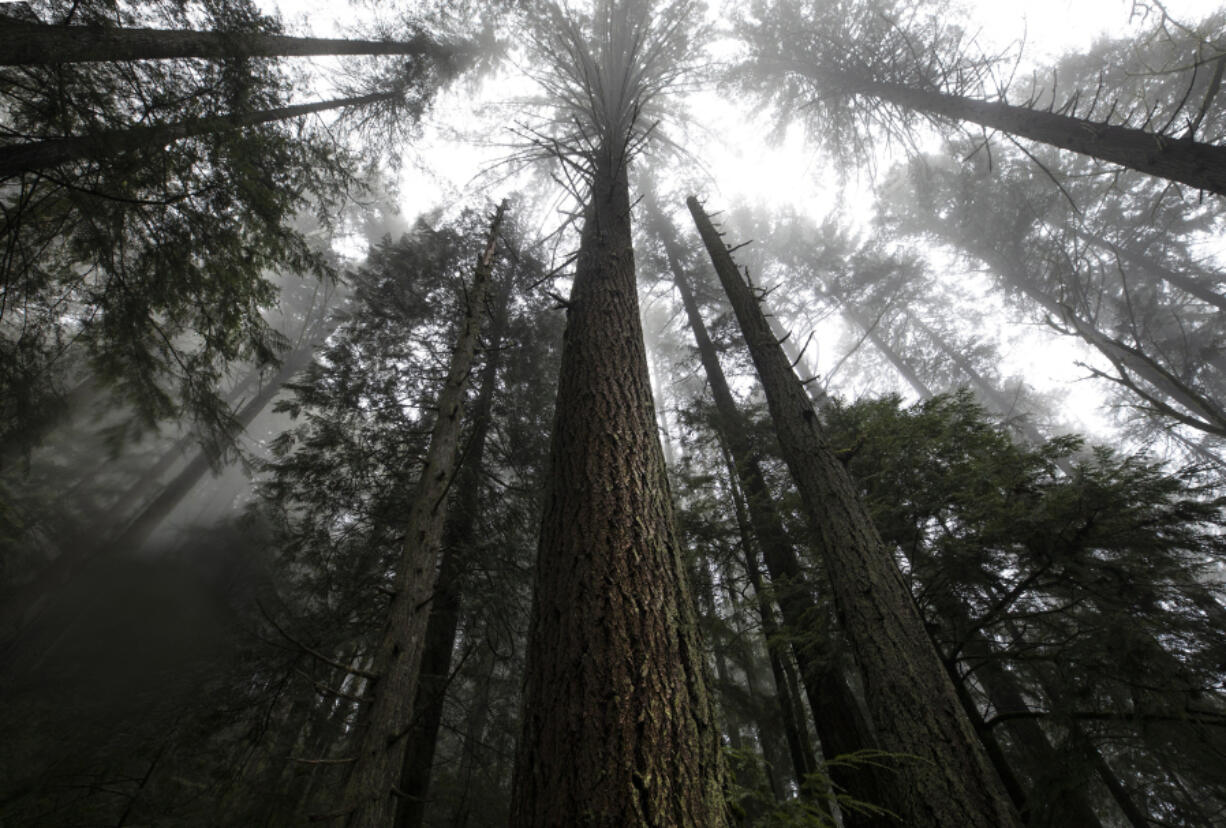 View within the Capitol Forest as a storm is clearing out at dusk on February 25, 2021.