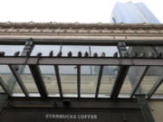 In need of a dopio macchiato? Pigeons take to the awning above the Starbucks across from the Pike Place Market in Seattle on February 3, 2021.