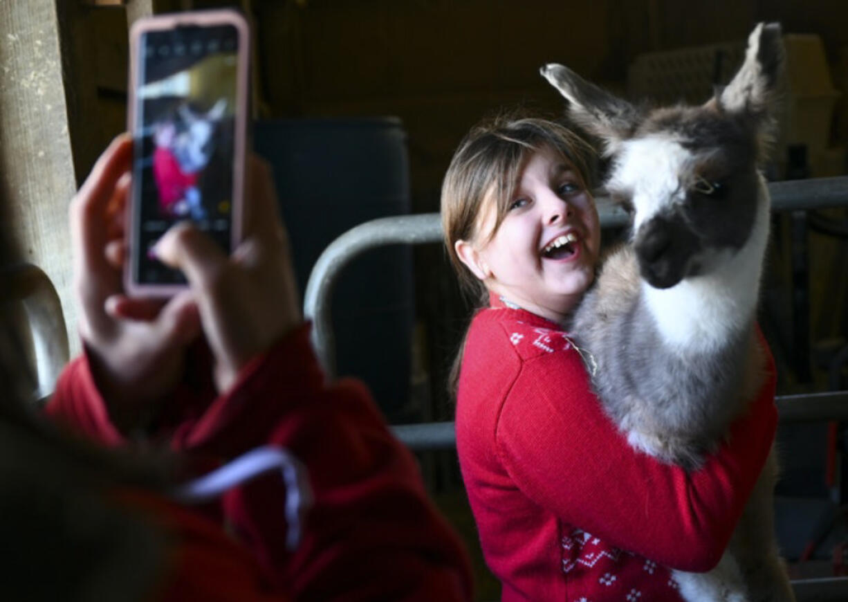 Mary Hugger takes a photo of her daughter, Grace, 12, as she held a cria, a baby llama, while visiting Carlson&#039;s Llovable Llamas Waconia, Minn.