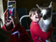 Mary Hugger takes a photo of her daughter, Grace, 12, as she held a cria, a baby llama, while visiting Carlson&#039;s Llovable Llamas Waconia, Minn.