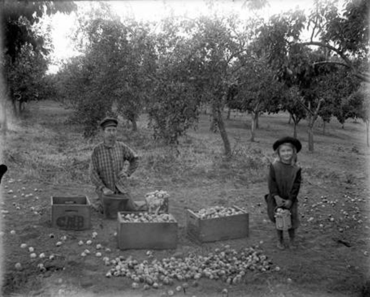 Posing for a photo, a woman wearing a man&#039;s shirt and a little girl holding a fruit bucket take a break from picking, sorting and boxing prunes. Perhaps they were harvesting in an area known for its prunes, Prune Hill or Fruit Valley. The undated photo shows low growing prune trees and prunes scatted in front of the two for sorting and boxing. Such prune pickers helped Clark County become the &quot;Prune Capital of the World&quot; by World War I.