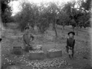 Posing for a photo, a woman wearing a man&#039;s shirt and a little girl holding a fruit bucket take a break from picking, sorting and boxing prunes. Perhaps they were harvesting in an area known for its prunes, Prune Hill or Fruit Valley. The undated photo shows low growing prune trees and prunes scatted in front of the two for sorting and boxing. Such prune pickers helped Clark County become the &quot;Prune Capital of the World&quot; by World War I.