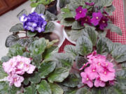 African violets are an easy to grow houseplant that let you bring flowers indoors.