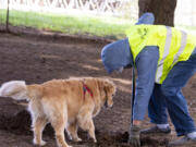 Golden retriever Lucy queries volunteer Marty Rutkovitz about whether she can help dig on Saturday at Ike Memorial Dog Park in Vancouver.