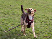 Maddux, a german shepherd mix, does her part in the cleanup by removing a large stick on Saturday at Ike Memorial Dog Park in Vancouver. DOGPAW held its volunteer cleanup Saturday, as more than a dozen volunteers dug a trench to help filter water away from some of the more muddy spots of the park.