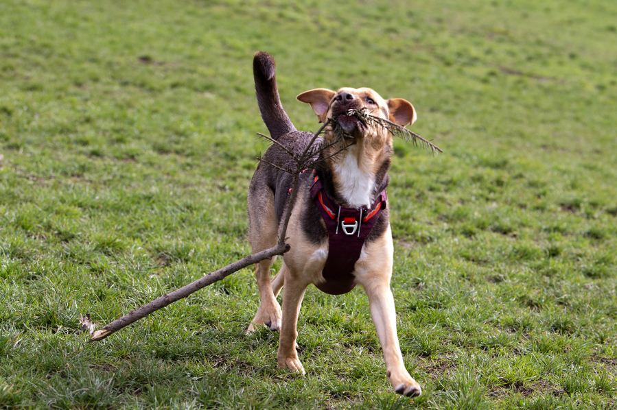 Maddux, a german shepherd mix, does her part in the cleanup by removing a large stick on Saturday at Ike Memorial Dog Park in Vancouver. DOGPAW held its volunteer cleanup Saturday, as more than a dozen volunteers dug a trench to help filter water away from some of the more muddy spots of the park.