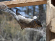 A rehabilitating squirrel traverses the wire fencing in an enclosure on a Squirrel Refuge volunteer&#039;s property in the Proebstel area north of Camas.