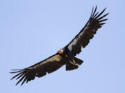 FILE - In this June 21, 2017, file photo, a California condor takes flight in the Ventana Wilderness east of Big Sur, Calif. The endangered California condor could return to the Pacific Northwest for the first time in 100 years. The San Francisco Chronicle says the U.S. Fish and Wildlife Service plans to allow the release of captive-bred giant vultures into Redwood National Park as early as fall 2021.