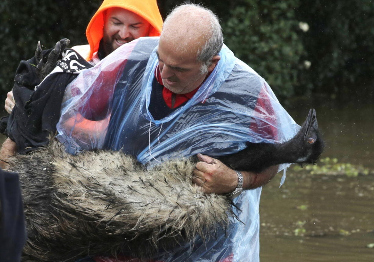 Paul Zammit carries his pet emu, Gookie, after rescuing her from floodwater in Windsor, northwest of Sydney, New South Wales, Australia, Tuesday, March 23, 2021. Hundreds of people have been rescued from floodwaters that have isolated dozens of towns in Australia&#039;s most populous state New South Wales and forced thousands to evacuate their homes as record rain continues to inundate the country&#039;s east coast.