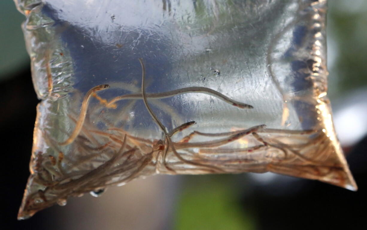 FILE - In this May 25, 2017, file photo, baby eels swim in a plastic bag after being caught near Brewer, Maine.  Maine&#039;s baby eel fishermen are hopeful for a more stable season in 2021 as they seek one of the most valuable natural resources in New England. (AP Photo/Robert F.