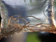 FILE - In this May 25, 2017, file photo, baby eels swim in a plastic bag after being caught near Brewer, Maine.  Maine&#039;s baby eel fishermen are hopeful for a more stable season in 2021 as they seek one of the most valuable natural resources in New England. (AP Photo/Robert F.