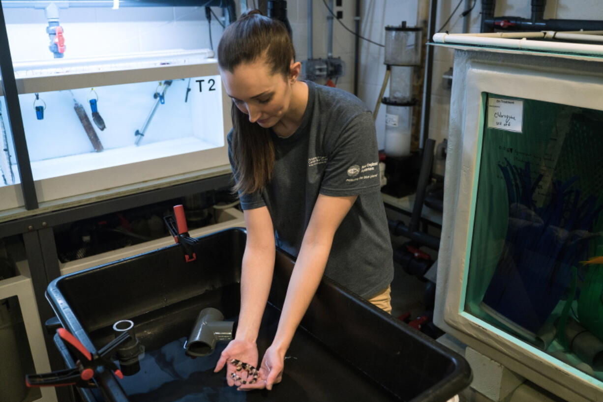 Scientist Carolyn Wheeler holds a baby epaulette shark in Quincy, Mass. Scientists have found the baby sharks are less likely to survive to maturity in warming ocean waters.