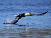 FILE - In this Nov. 20, 2020, file photo, a bald eagle grabs a fish from the Susquehanna River near the Conowingo Dam, in Havre De Grace, Md. The number of American bald eagles has quadrupled since 2009, with more than 300,000 birds soaring over the lower 48 states, government scientists said Wednesday in a new report.