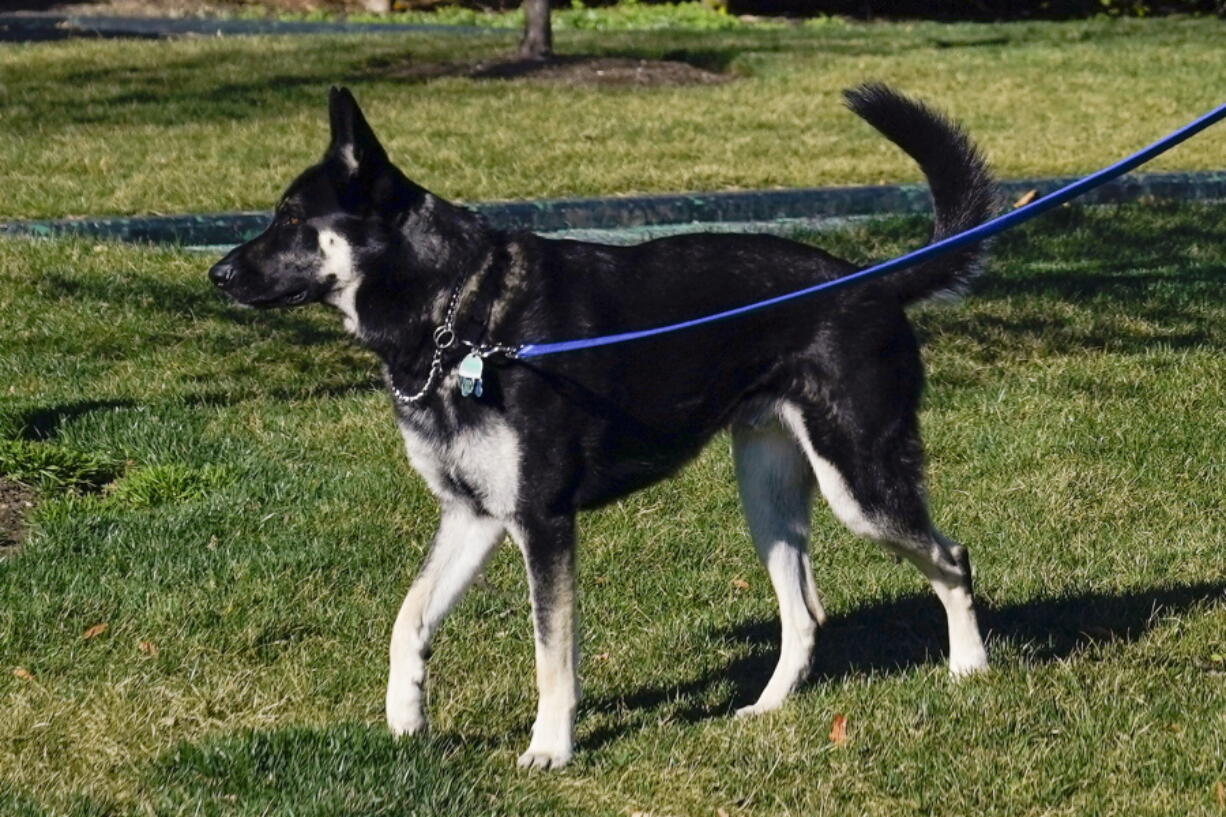 A handler walks Major, one of President Joe Biden and first lady Jill Biden&#039;s dogs, Monday, March 29, 2021, on the South Lawn of the White House in Washington.