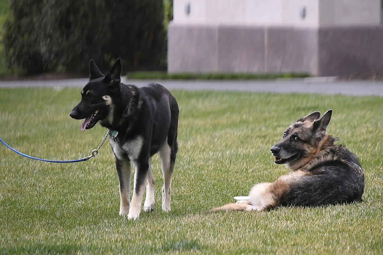 President Joe Biden and first lady Jill Biden&#039;s dogs Champ, right, and Major are seen on the South Lawn of the White House in Washington, Wednesday, March 31, 2021.