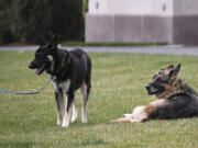 President Joe Biden and first lady Jill Biden&#039;s dogs Champ, right, and Major are seen on the South Lawn of the White House in Washington, Wednesday, March 31, 2021.