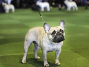 FILE - In this Feb. 16, 2015, file photo, a French bulldog competes at the Westminster Kennel Club show in New York. The French Bulldog is among the top ten popular breeds for 2020.