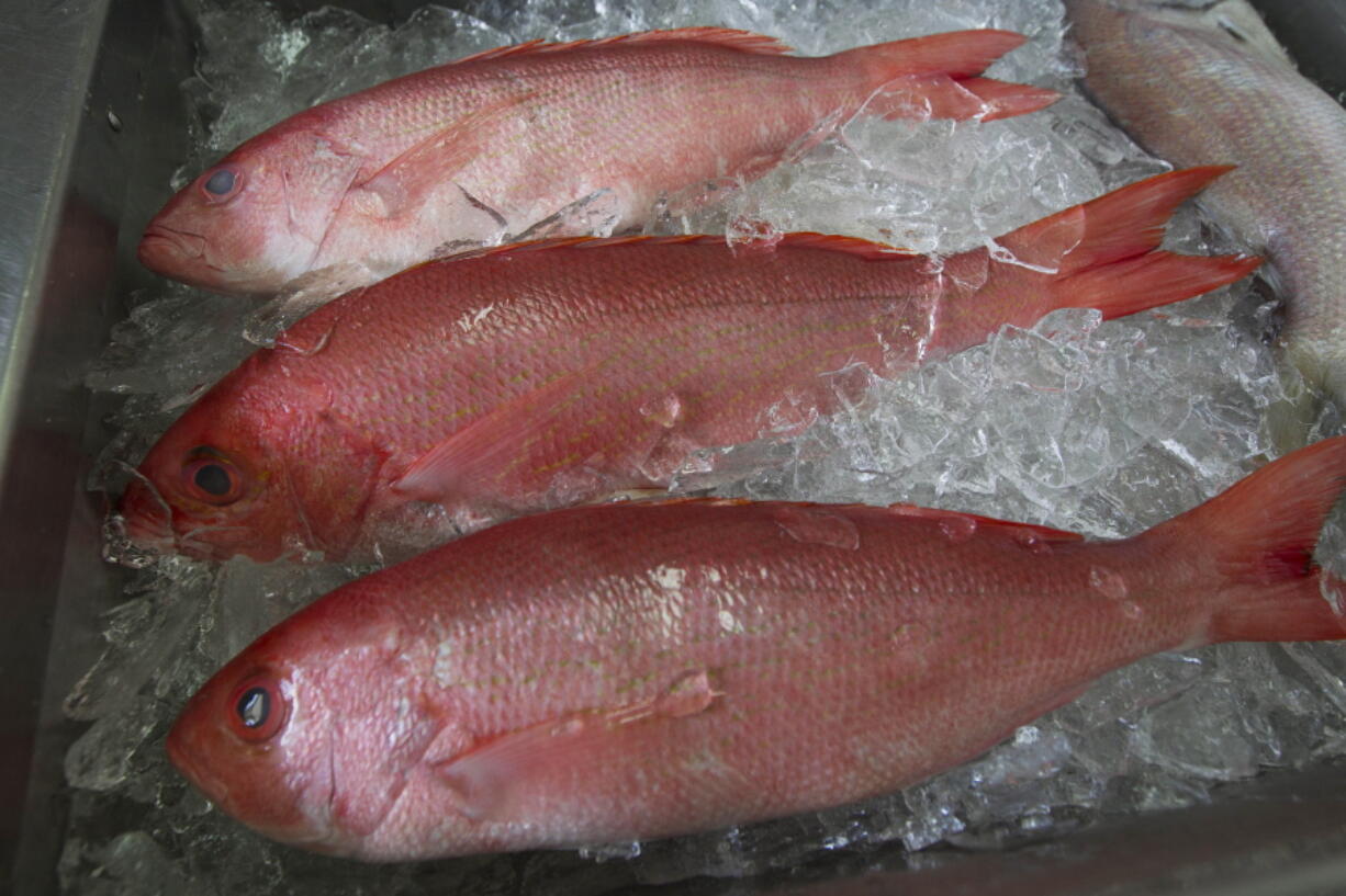 FILE - In this May 16, 2012, file photo, fresh red snapper is iced and ready for sale at Aquila Seafood in Bon Secour, Ala. There are about three times as many red snapper as previously estimated in the Gulf of Mexico, according to a study released Wednesday, March 24, 2021, about the popular game and table fish over which recreational anglers and federal regulators have fought for years.