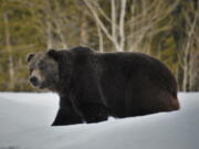 In this 2019 photo provided by the U.S. Fish and Wildlife Service is a grizzly bear (Ursus arctos horribilis) in Grand Teton National Park, Wyo. Grizzly bears are slowly expanding in the northern Rocky Mountains but scientists say they need continued protections and have concluded no other areas of the country would be suitable for the fearsome animals. The Fish and Wildlife Service on Wednesday, March 31, 2021, released its first assessment in almost a decade on the status of grizzly bears in the contiguous U.S.