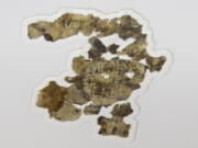 The Israel Antiquities Authority displays newly discovered Dead Sea Scroll fragments at the Dead Sea scrolls conservation lab in Jerusalem, Tuesday, March 16, 2021. Israeli archaeologists on Tuesday announced the discovery of dozens of new Dead Sea Scroll fragments bearing a biblical text found in a desert cave and believed hidden during a Jewish revolt against Rome nearly 1,900 years ago.