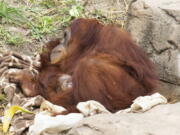 In this photo provided by the Audubon Nature Institute, a Sumatran orangutan named Reese, holds her baby after giving birth Sunday, Feb. 28, 2021, at the Audubon Zoo in New Orleans. It is the second Sumatran orangutan born in two years at the zoo. Veterinarians haven&#039;t yet been able to weigh, measure and determine the sex of the baby born early Sunday to 12-year-old Reese, Audubon Zoo spokeswoman Annie Kinler Matherne said Monday, March 1.