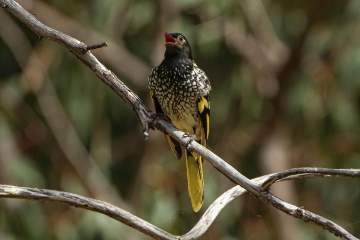 A male regent honeyeater bird in Capertee Valley in New South Wales, Australia. The distinctive black and yellow birds were once common across Australia, but habitat loss since the 1950s has shrunk their population to only about 300 wild birds today.