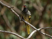 A male regent honeyeater bird in Capertee Valley in New South Wales, Australia. The distinctive black and yellow birds were once common across Australia, but habitat loss since the 1950s has shrunk their population to only about 300 wild birds today.