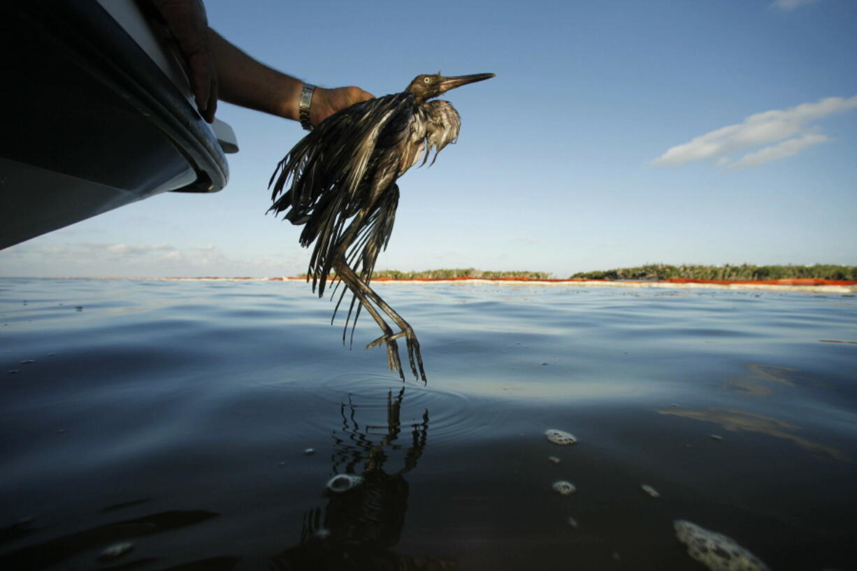 FILE - In this June 26, 2010, file photo, Plaquemines Parish Coastal Zone Director P.J. Hahn rescues a heavily oiled bird from the waters of Barataria Bay, La. The Biden administration on Monday, March 8, 2021, reversed a policy imposed under former President Donald Trump that drastically weakened the government&#039;s power to enforce a century-old law that protects most U.S. bird species.