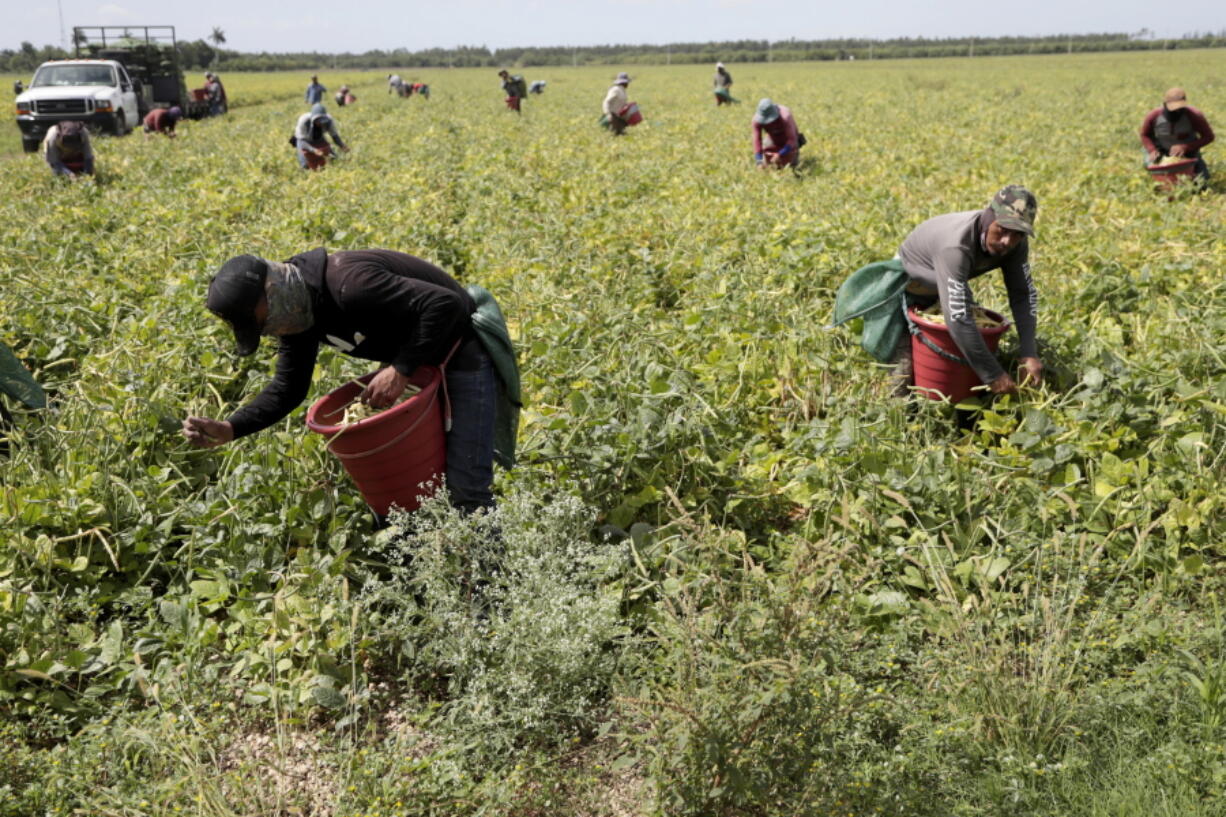 FILE - In this May 12, 2020, file photo, farmworkers harvest beans during the coronavirus outbreak in Homestead, Fla. Many U.S. health centers that serve agricultural workers across the nation are receiving COVID-19 vaccine directly from the federal government in a program created by the Biden administration. But in some states, farmworkers are not yet in the priority groups authorized to receive the shots.