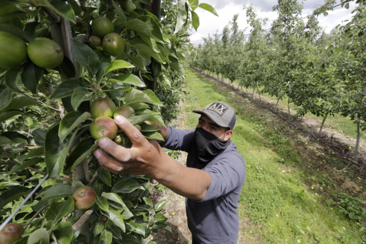 FILE - In this June 16, 2020, file photo, orchard worker Francisco Hernandez reaches to pull honeycrisp apples off a tree during a thinning of the trees at an orchard in Yakima, Wash. Many U.S. health centers that serve agricultural workers across the nation are receiving COVID-19 vaccine directly from the federal government in a program created by the Biden administration. But in some states, farmworkers are not yet in the priority groups authorized to receive the shots.