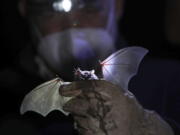 A Mexican long-tongued bat is held by Mexico&#039;s National Autonomous University, UNAM, Ecology Institute Biologist Rodrigo Medellin after it was briefly captured for a study at the university&#039;s botanical gardens, amid the new coronavirus pandemic in Mexico City, Tuesday, March 16, 2021. Listed as threatened in 1994, the bat normally lives in dry forests and deserts, in a range that extends from the southwestern United States to Central America.