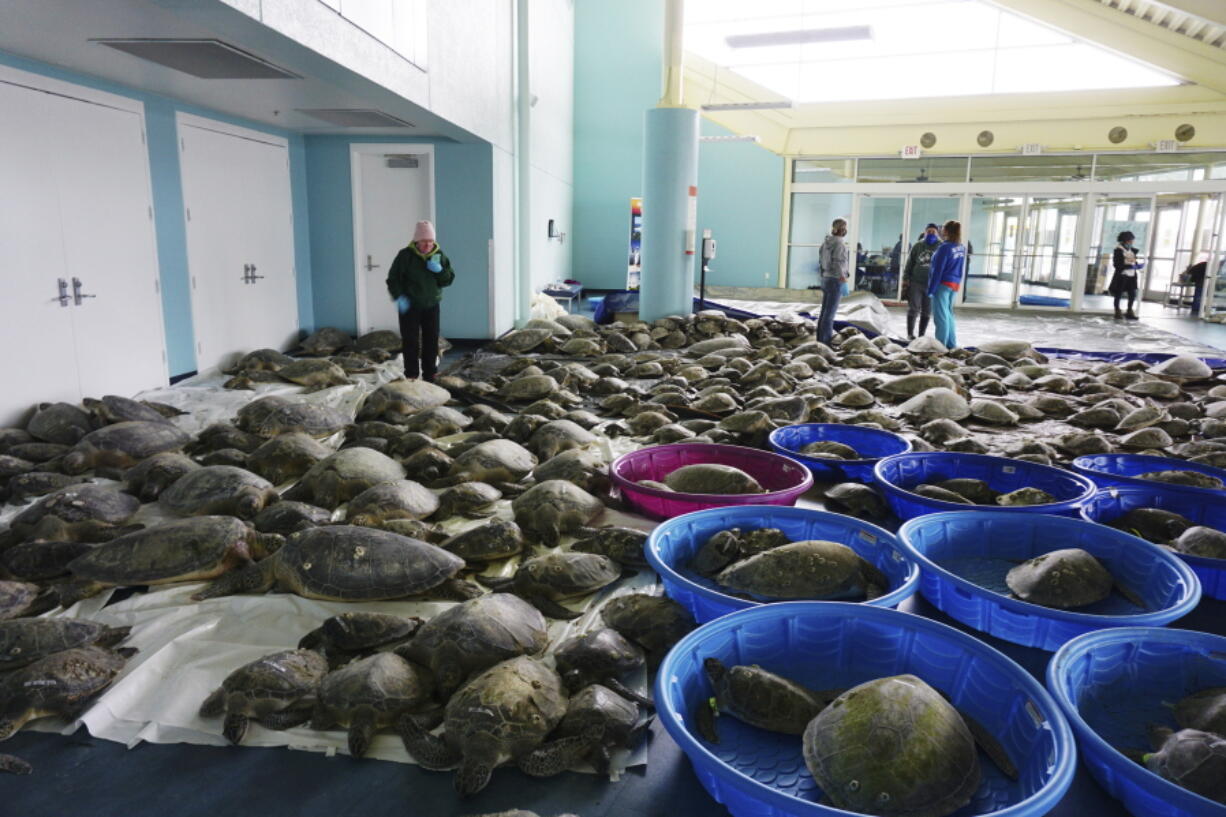 Thousands of Atlantic green sea turtles and Kemp&#039;s ridley sea turtles suffering from cold stun are laid out to recover Feb. 16 at the South Padre Island Convention Center on South Padre Island, Texas.