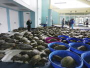 Thousands of Atlantic green sea turtles and Kemp&#039;s ridley sea turtles suffering from cold stun are laid out to recover Feb. 16 at the South Padre Island Convention Center on South Padre Island, Texas.