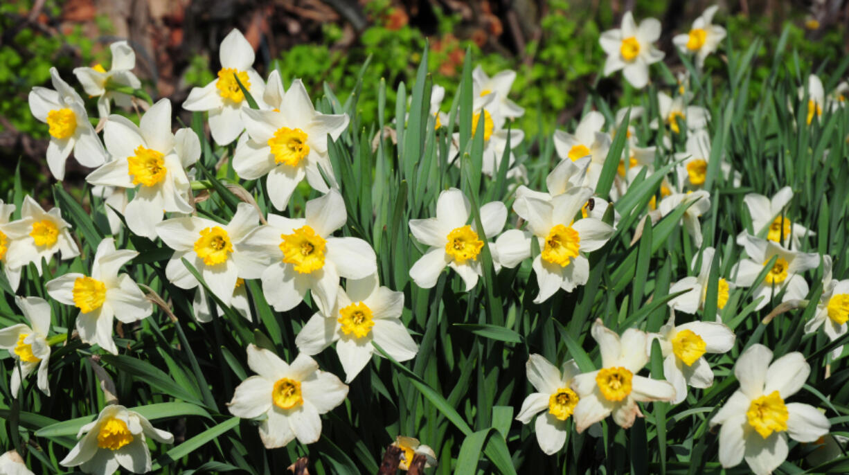 Home gardeners should consider mixing plants with a variety of heights to avoid monotony.