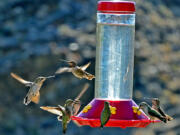 Hummingbirds congregate at a bird feeder.