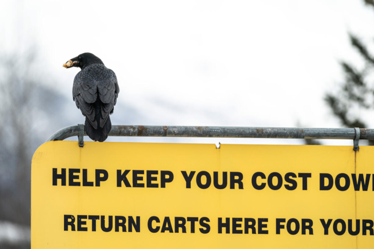 A raven carries food in its beak as it sits atop a sign in a Costco parking lot on Wednesday, March 24, 2021 in south Anchorage. People have been sharing stories on social media of ravens stealing food from their carts while they load groceries into their vehicles.